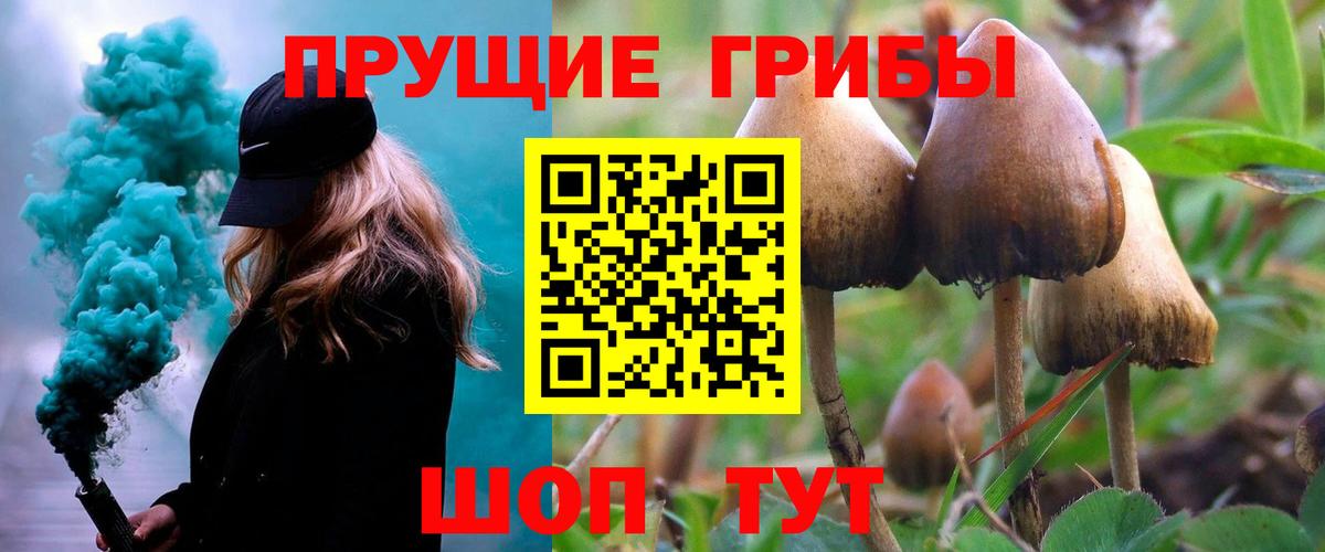 Тайшет  Псилоцибиновые грибы MAGIC MUSHROOMS  Псилоцибиновые грибы Magic Shrooms  Вход с VPN 